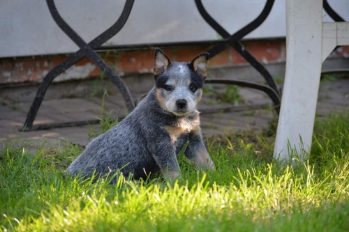 HILLARY - female - 7 weeks old